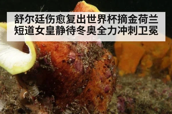 舒尔廷伤愈复出世界杯摘金荷兰短道女皇静待冬奥全力冲刺卫冕